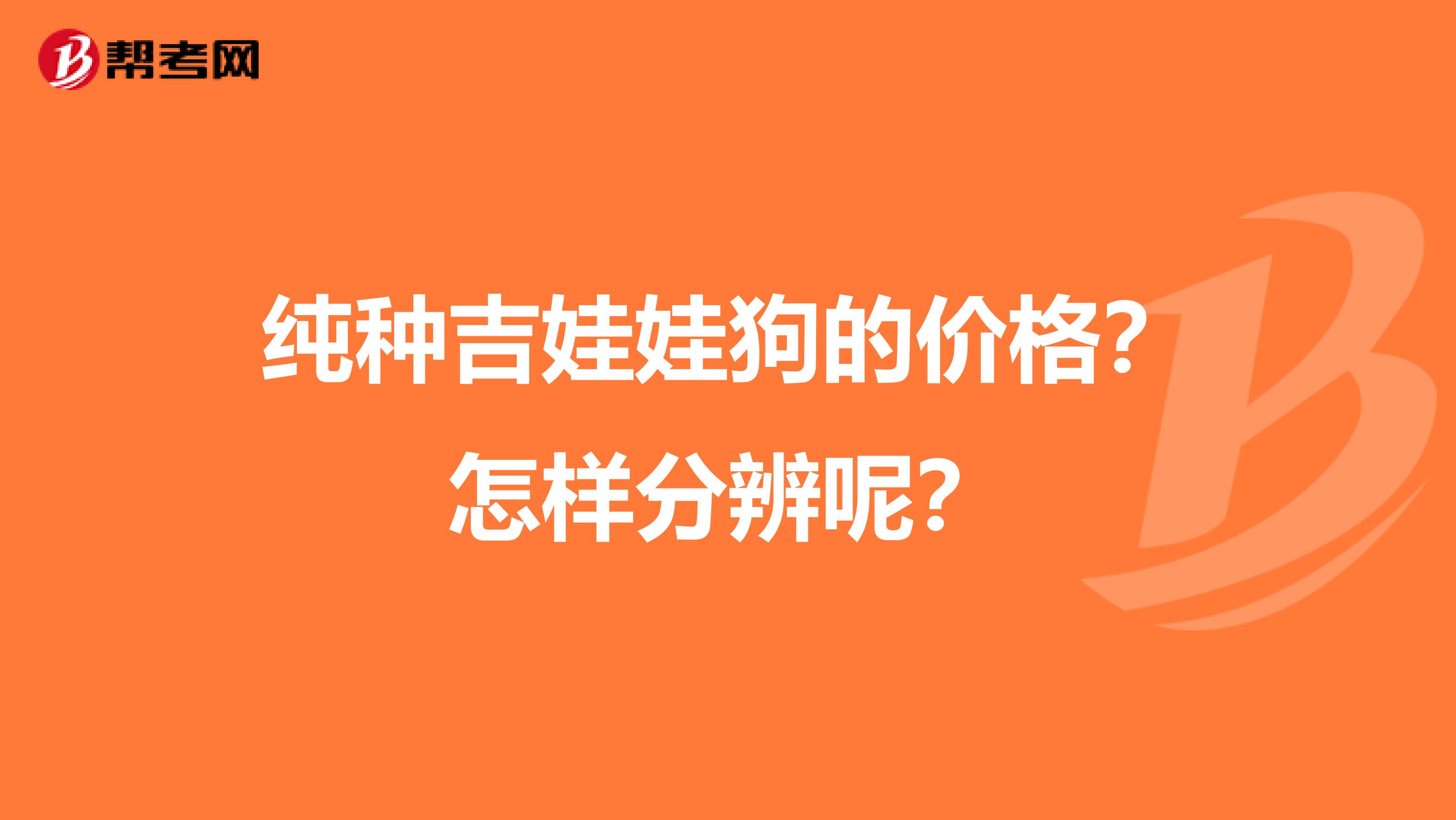 纯种吉娃娃狗的价格？怎样分辨呢？